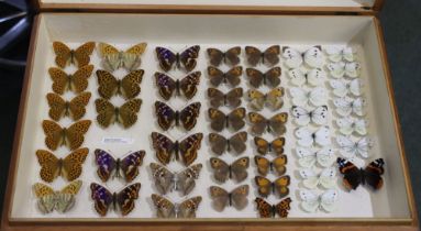 A good collection of English and French butterflies: a series of lesser purple Emperor CE France Jun