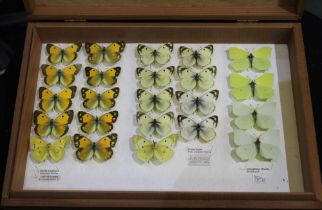 A colourful display of butterflies housed in wooden Entomological store box: series of 10 clouded y