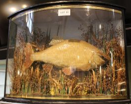 A taxidermy example of a Rudd caught at Wolvercote Lakes 1893 in a bow front case