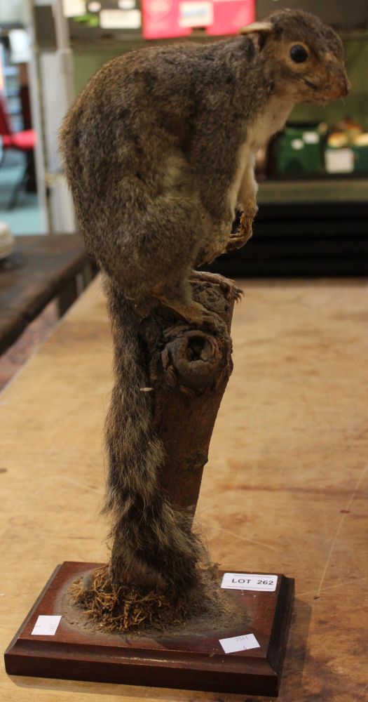 A taxidermy example of a squirrel mounted on a tree stump