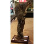 A taxidermy example of a squirrel mounted on a tree stump