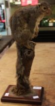 A taxidermy example of a squirrel mounted on a tree stump