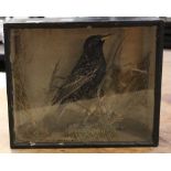 A cased taxidermy example of a starling possibly French dated 1867