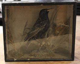 A cased taxidermy example of a starling possibly French dated 1867