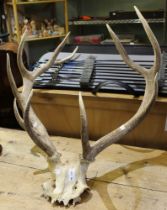 A set of ten point antlers