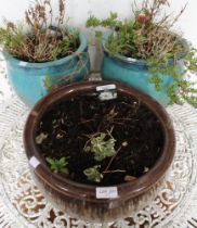 Three glazed ceramic garden pots with contents