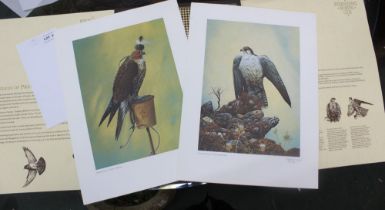 Matthew Hillier, set of four colour prints, Birds of Prey, limited edition, 165/300, signed in penci