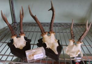 Three Roe-deer trophies, two mounted on oak shields, together with a "Polecat" skull in clear displa