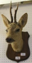 A well modelled "Roe-deer" head trophy, mounted on polished oak shield