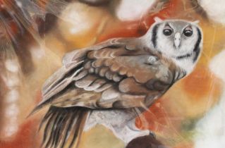 Angela Pattison "Owl" pastel drawing, signed, 35cm x 49cm, mounted, unframed