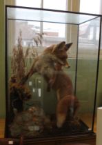 A fine specimen of a taxidermy standing fox in glass case
