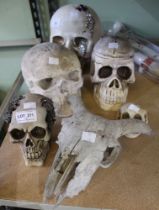 A collection of skulls, one animal and five fake human skulls (6)