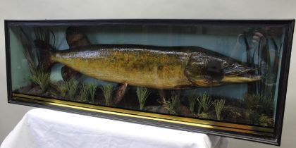 A glass fronted case displaying a mounted pike 37.5cm x 113cm