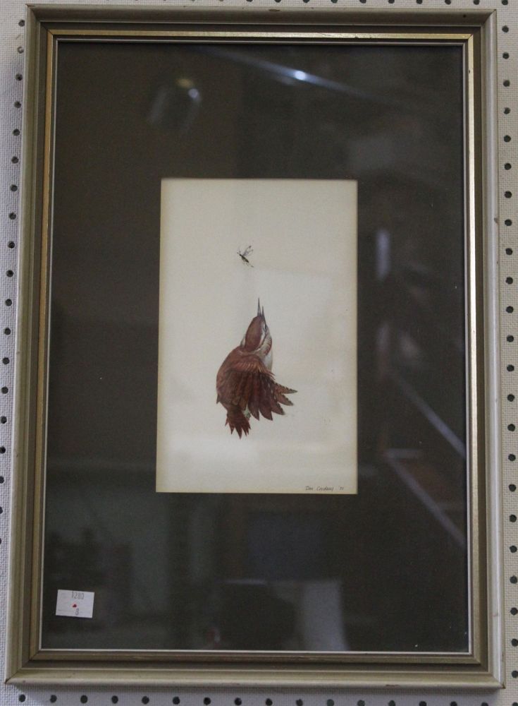 Don Cordery "Fly Catcher" Ornithological watercolour study, bird in flight, signed and dated (19)71,