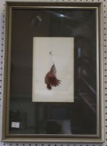Don Cordery "Fly Catcher" Ornithological watercolour study, bird in flight, signed and dated (19)71,