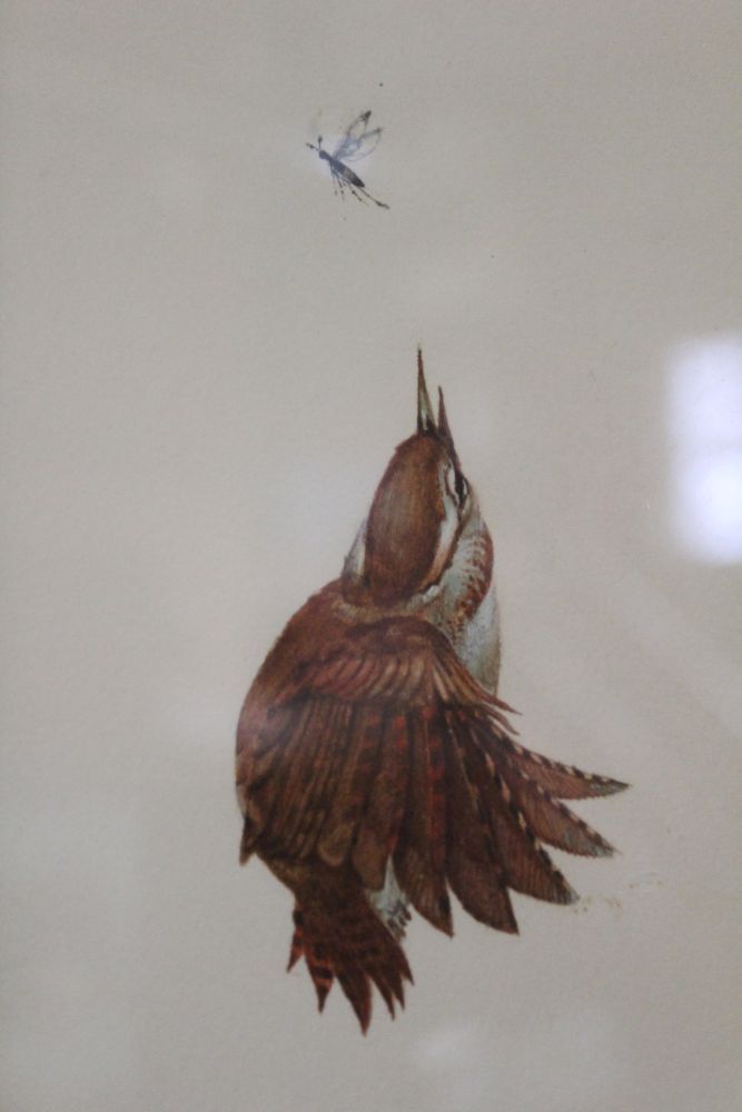 Don Cordery "Fly Catcher" Ornithological watercolour study, bird in flight, signed and dated (19)71, - Image 2 of 2