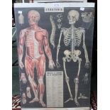A modern anatomical poster