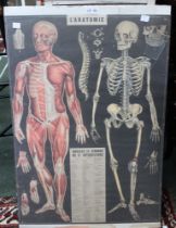 A modern anatomical poster
