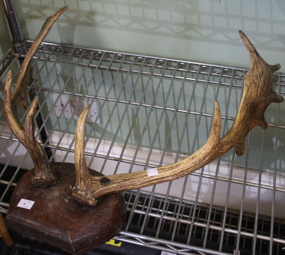 A pair of mounted deer antlers - Image 2 of 2