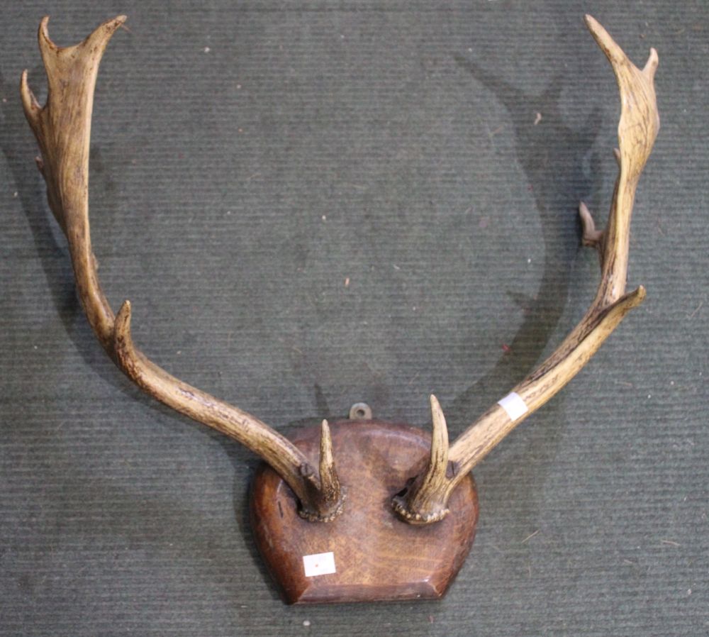 A pair of mounted deer antlers