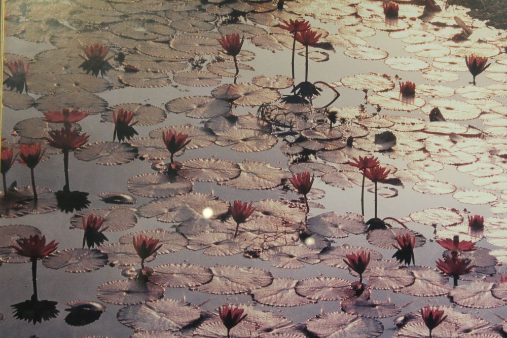 A large modern photographic print of a lotus pond - Image 2 of 2