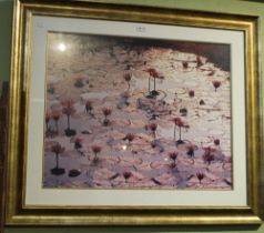 A large modern photographic print of a lotus pond