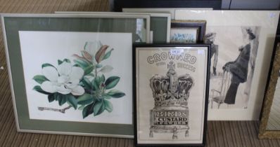 A "Bird's Custard Powder" black and white advertising poster, framed, together with two botanical pr