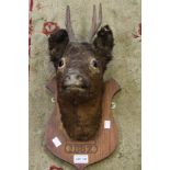 A taxidermy example of a deer's head on a shield back dated 1887