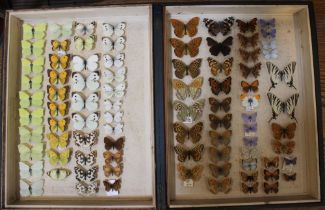 Large Victorian Bookstyle Buckram bound entomological case, gold embossed 'papilionidae', housing a