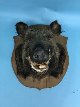 A mounted wild Boar's head