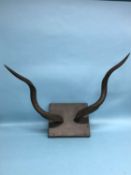 A pair of mounted horns