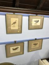 Set of four bird prints, various sizes