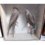 Taxidermy: a male and female Black Kite, 62 x 61cm and two red footed Falcons, 46cm