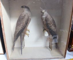 Taxidermy: a male and female Black Kite, 62 x 61cm and two red footed Falcons, 46cm
