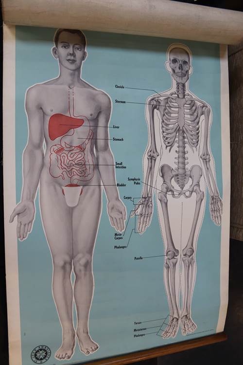 Collection of vintage medical posters (4) - Image 4 of 4