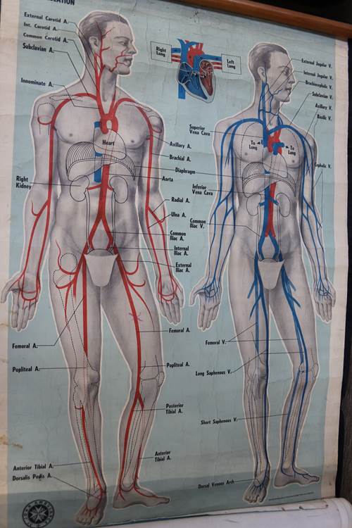 Collection of vintage medical posters (4) - Image 3 of 4