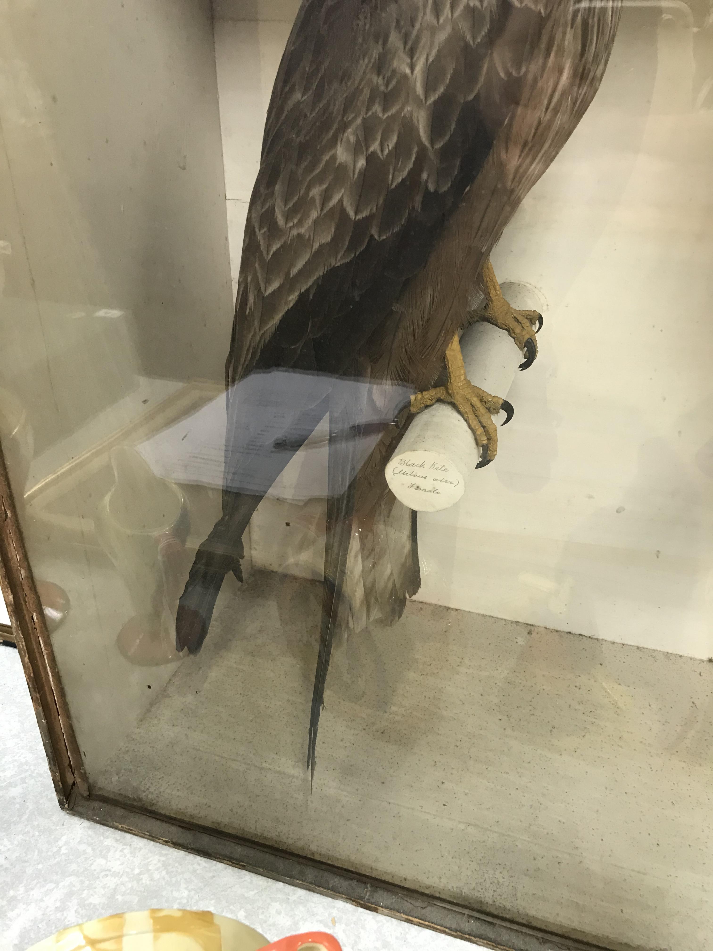 Taxidermy: a male and female Black Kite, 62 x 61cm and two red footed Falcons, 46cm - Image 3 of 8