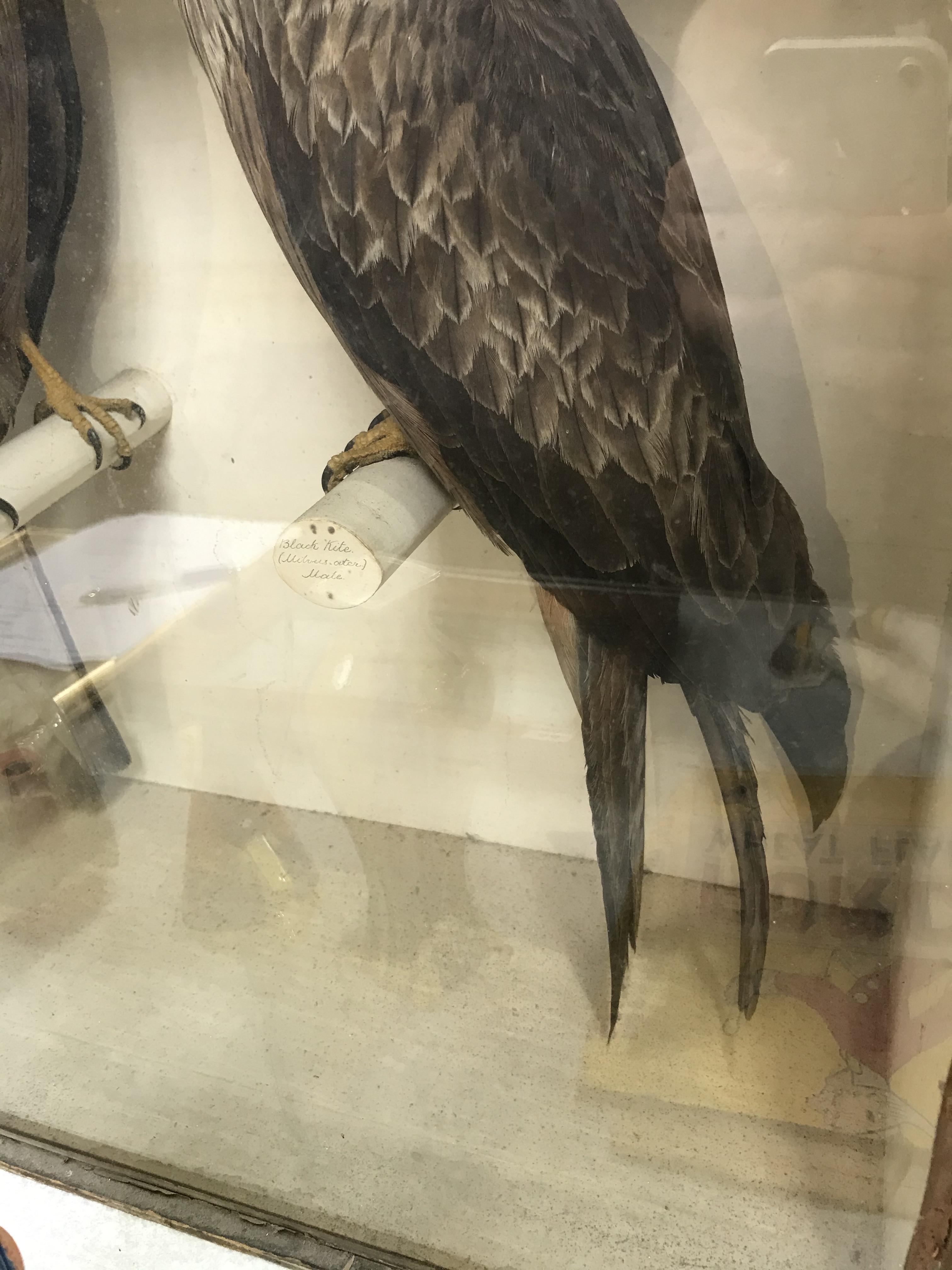 Taxidermy: a male and female Black Kite, 62 x 61cm and two red footed Falcons, 46cm - Image 6 of 8