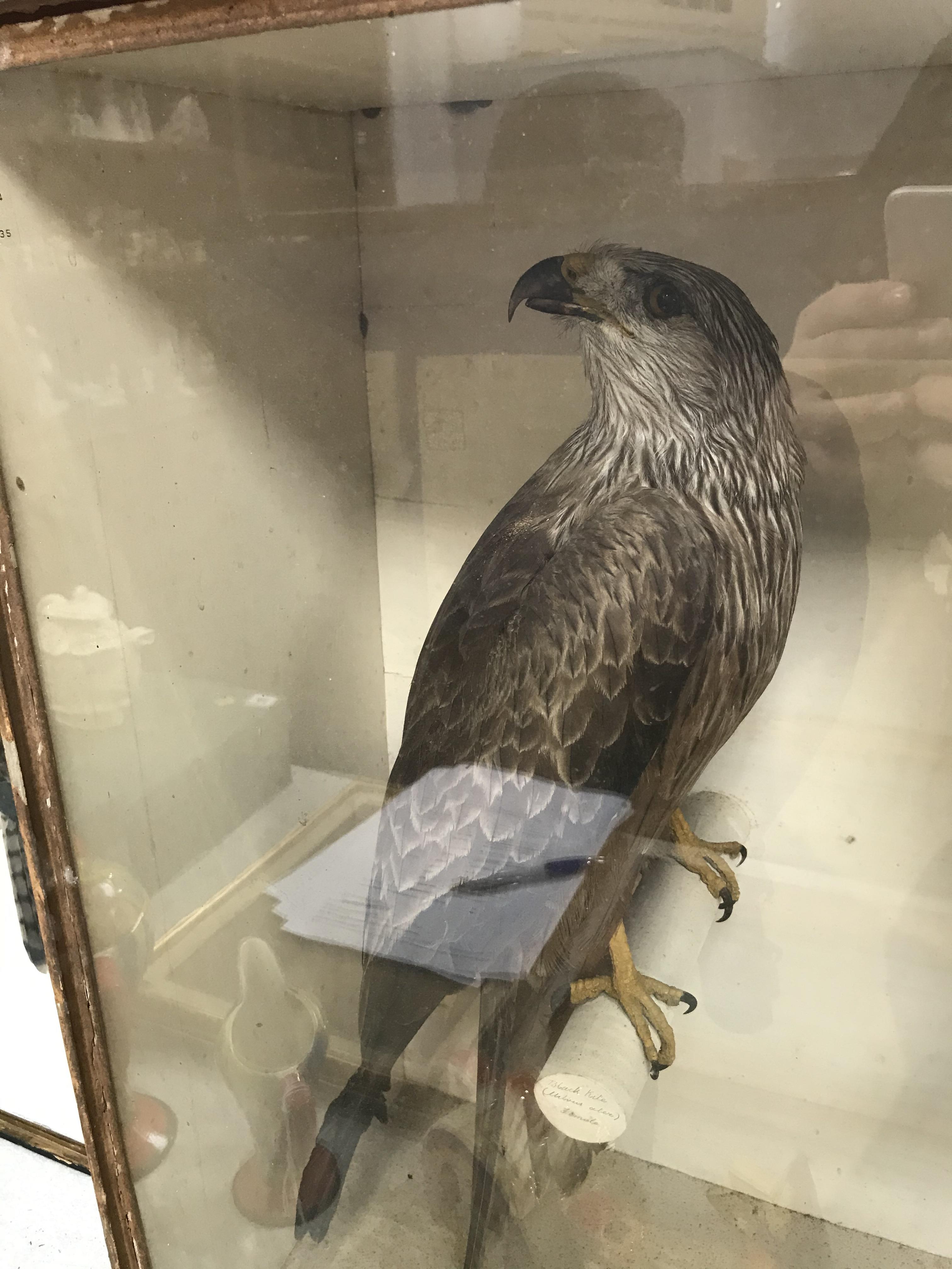 Taxidermy: a male and female Black Kite, 62 x 61cm and two red footed Falcons, 46cm - Image 4 of 8