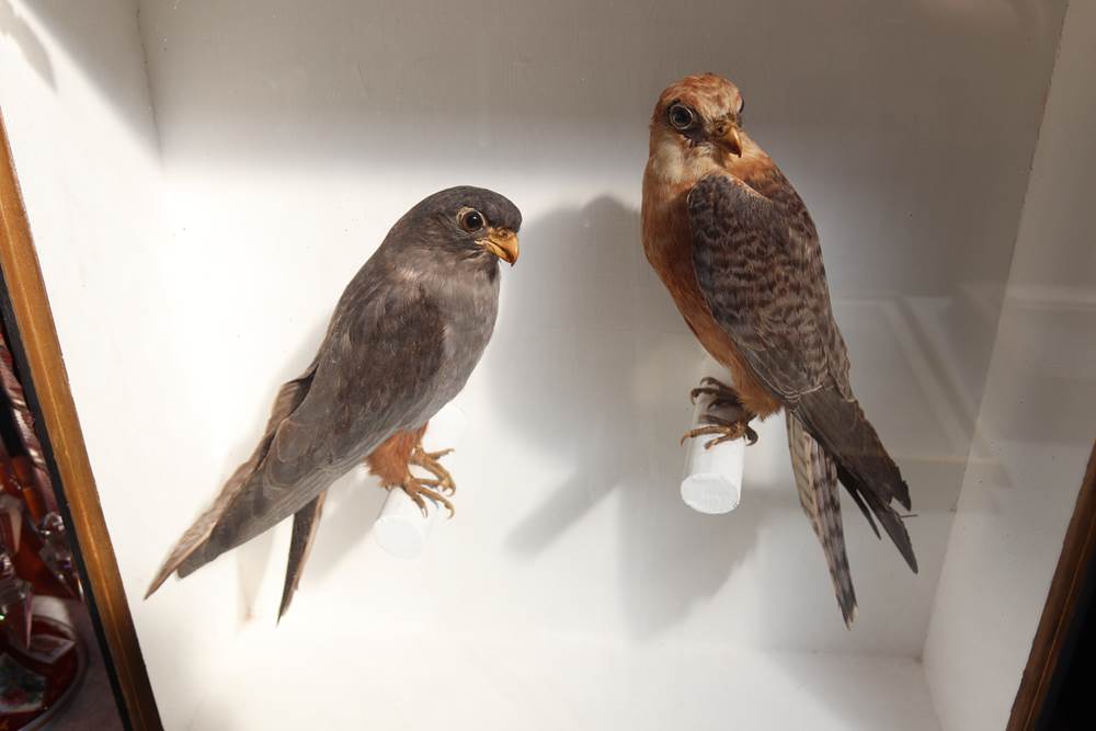 Taxidermy: a male and female Black Kite, 62 x 61cm and two red footed Falcons, 46cm - Image 2 of 8