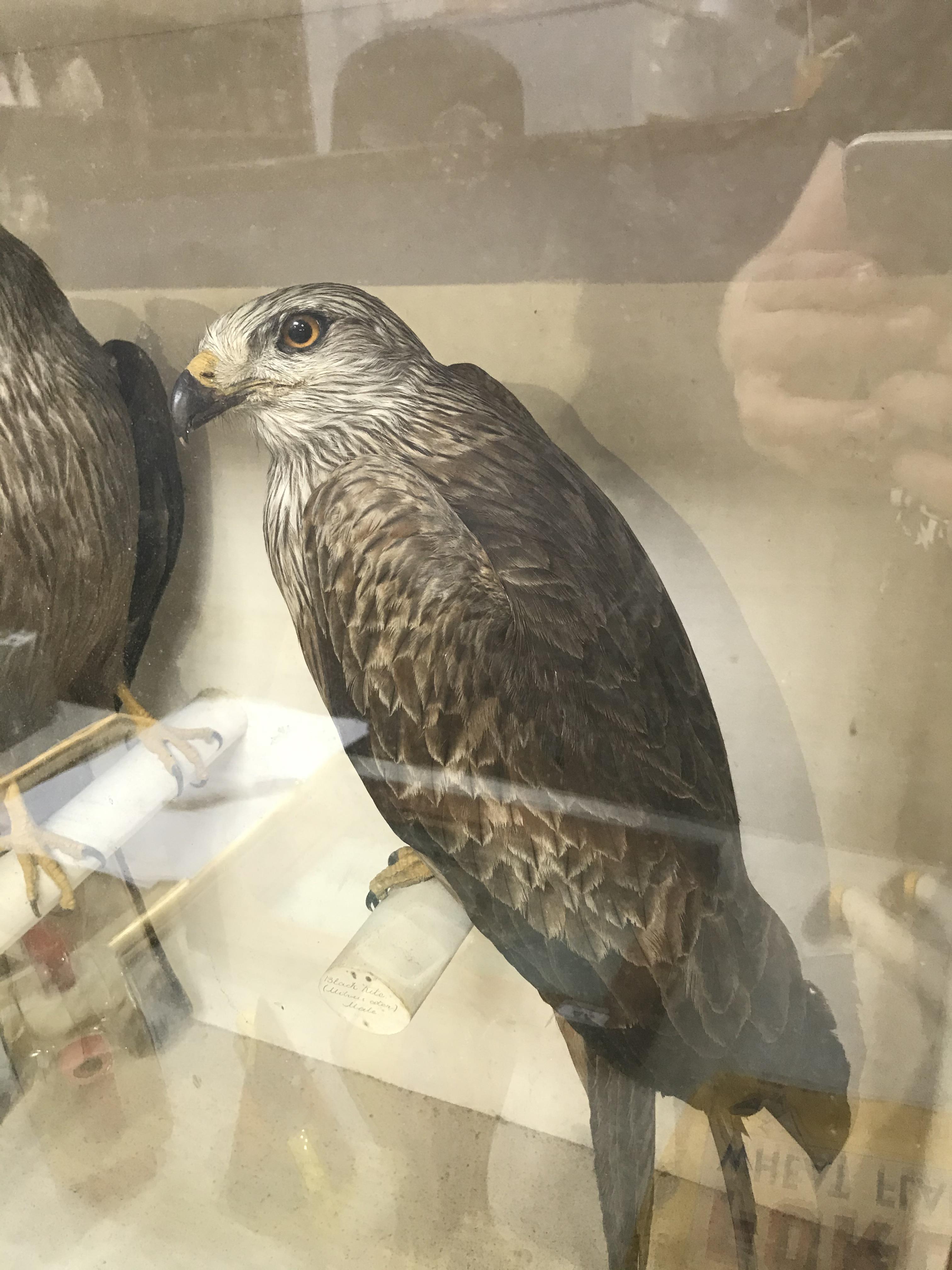 Taxidermy: a male and female Black Kite, 62 x 61cm and two red footed Falcons, 46cm - Image 5 of 8