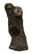 Large & heavy ammonite rock Height 55 cm