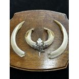 Wall mounted boars teeth