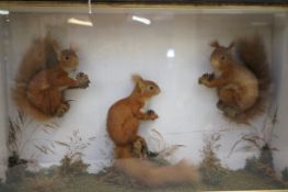 Taxidermy red squirrels