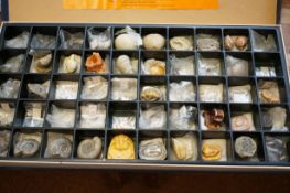 Earth sciences specimens fossils & fossil replicas