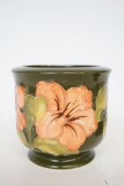 Moorcroft hibiscus pattern planter Height 13 cm