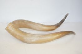 Pair of horns Length 48 cm