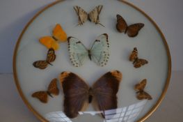 Butterfly specimen display