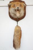 Taxidermy mounted foxes head and brush