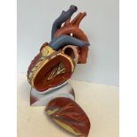 Model of anatomy heart sections - 1 piece missing
